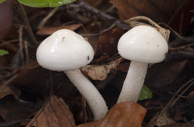 Hygrophorus discoxanthus